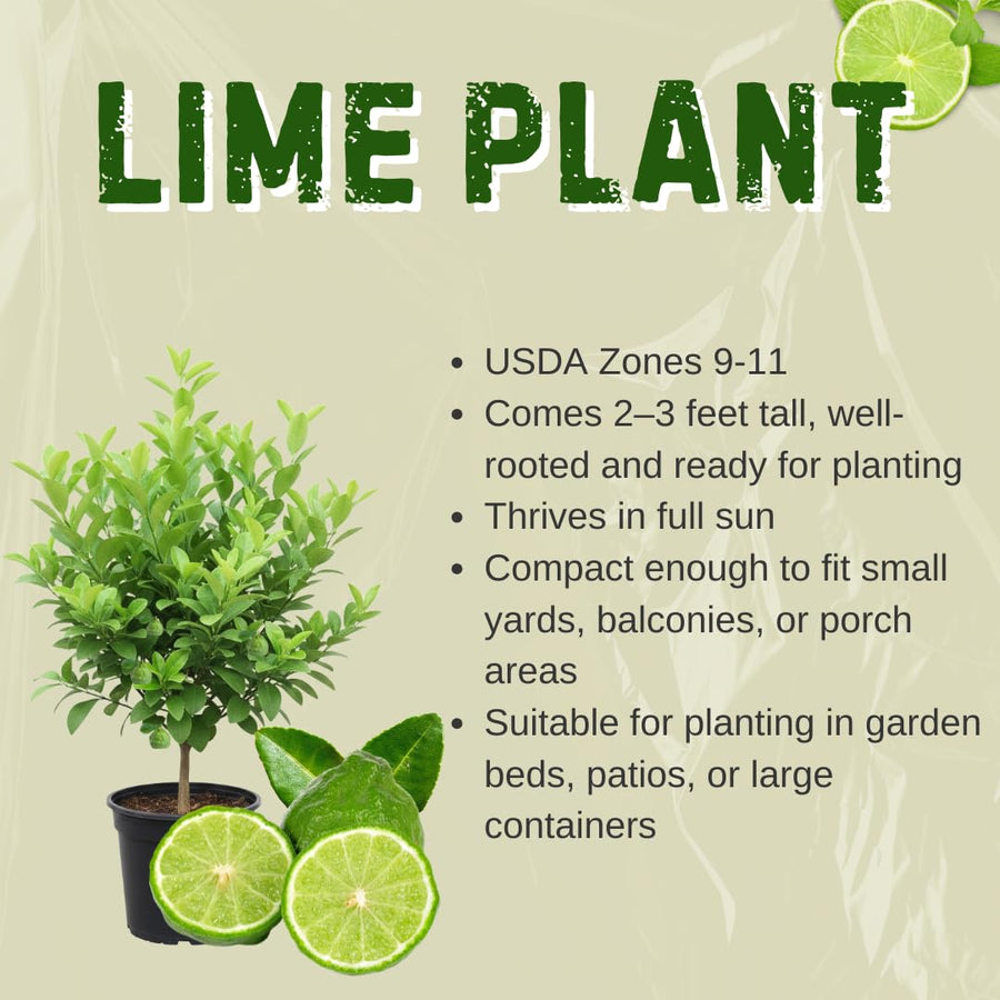 Live Green Lime Tree, Lime Fruit Tree, Grafted Citrus Plant, 2-3 Feet Tall, Ready for Planting
