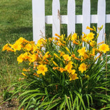Pack 10 Daylily Bulbs for Planting Spring, Fast Blooming Hardy Perennial Lily Bare Roots for Outdoor Growing (Yellow Day Lily)