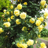 Sunrosa Bush Roses for Garden, Fragrant and Hardy Rose Plants for Outdoor Planting, No Pot, 5 to 9 Inc Tall Starter Plant Well-Rooted, Yellow Blooms