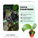 2 Black Tacca Plants Live in 2 Inch Pot - Black Bat Flower Houseplant Great for Indoor and Outdoor Gardening - Easy to Care