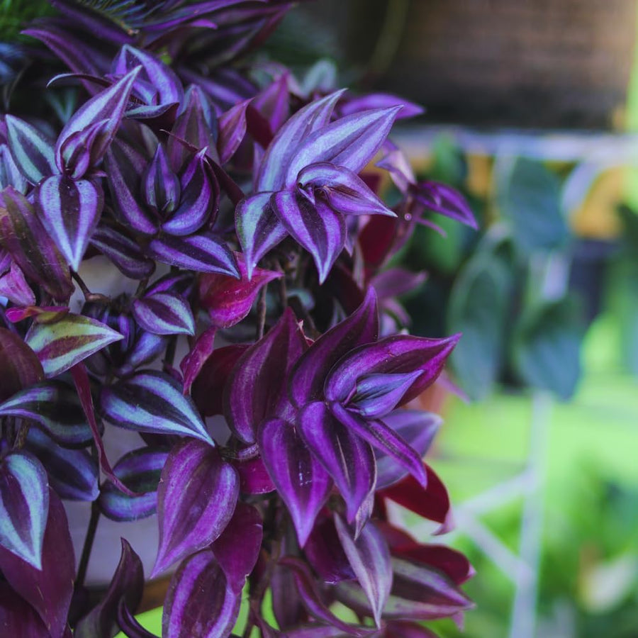 2 Pink Wandering Jew Plants Live, Tradescantia Wandering Jew Live Plant, 3 Inc Pot, Hanging Basket Plants