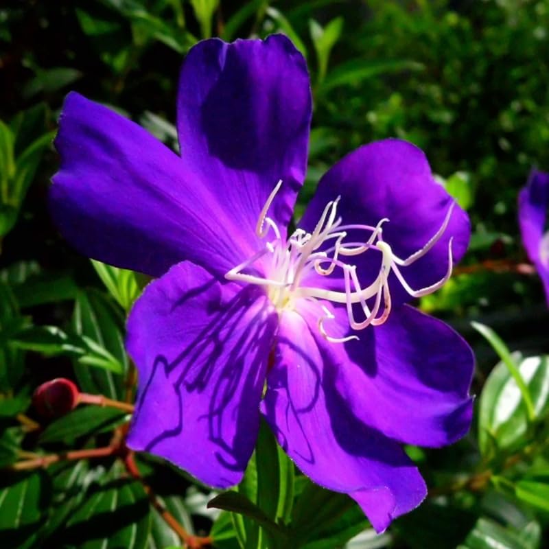 Lot 4 Purple Tibouchina Plants Live for Planting 5 to 8 Inch Tall, Fragrant Tibouchina Bush Live Plants