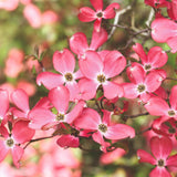 Pink Dogwood Tree Live Plant for Planting, 8-14 Inch Tall, Dogwood Live Plant Dogwood Bush, Dogwood Plant Live to Grow Outdoors, in Pot