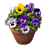 Set 2 Pansy Plants Live, Live Pansies Plant, 4-7 Inc Tall, Mix Pansy Seedling, Colorful Pansies Seedling for Indoor Outdoor Growing