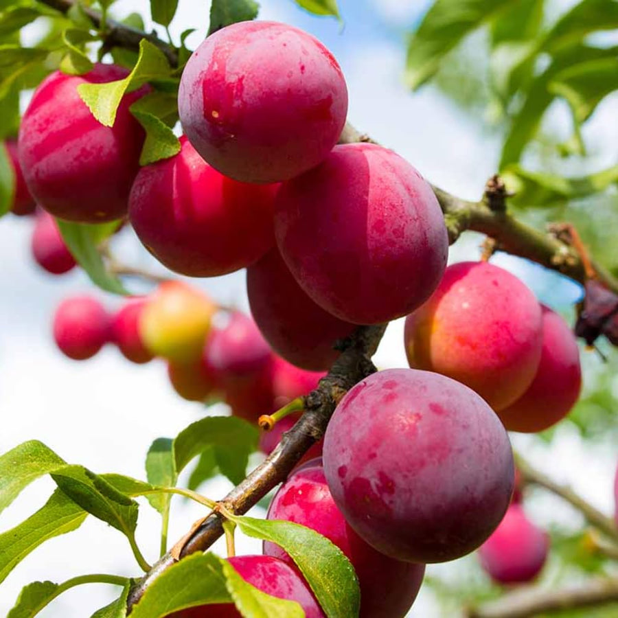 2 Wild Plum Trees Live Plants 2 to 3 Feet Height, Plum Plant Live for Planting Outdoors, Dark Red Plum Tree Plant, Bareroots Dormant