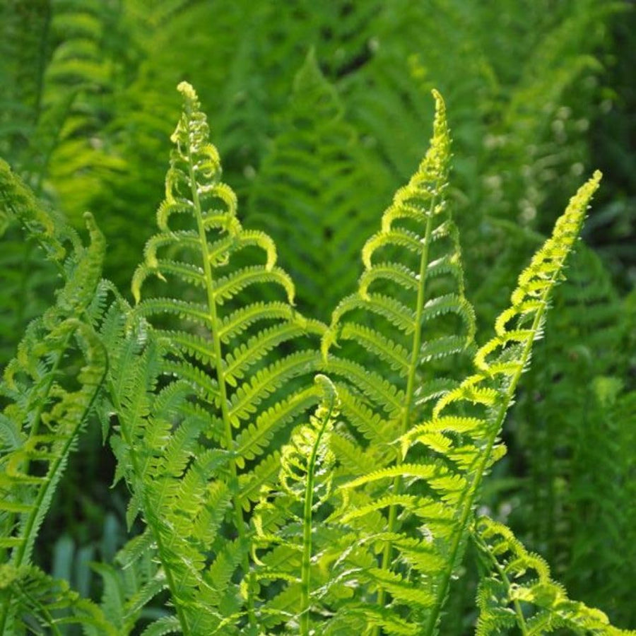 5 Ostrich Fern Bare Root Rhizomes Plant, Live Fern Plants for Shade Gardens, Hardy Outdoor Perennials Plant