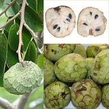 Cherimoya Tree Live Plant, 8-10 inches Tall in Half-Gallon Pot, Sweet Tropical Fruit for Gardening, No CA
