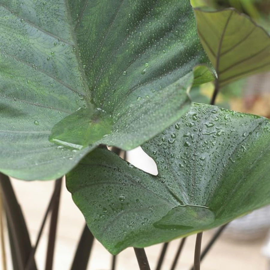 3 Colocasia Plants Live, Elephant Ear Caladium Esculenta Plants, 5 to 8 Inc Tall (Tea Cup)