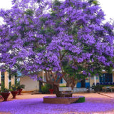 Jacaranda Mimosifolia Live Plant, 8-10 Inches Tall in 4" Pot, Blue Purple Flowering Tree for Outdoor Growing Garden and Landscape