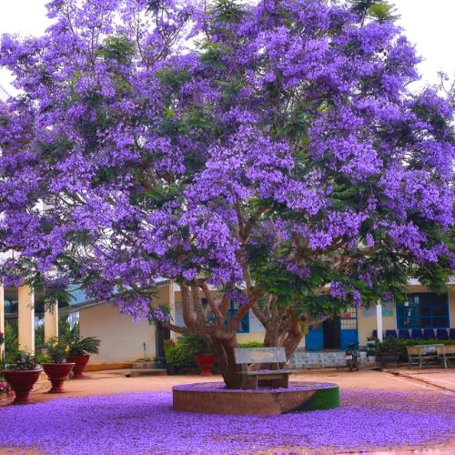 Jacaranda Mimosifolia Live Plant, 8-10 Inches Tall in 4" Pot, Blue Purple Flowering Tree for Outdoor Growing Garden and Landscape