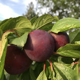 1 Year Old Plum Tree Live Plant for Planting, 12"-18" in Height, Plum Tree for Spring Gardening, Winter Hardy, Dormant Bare Root