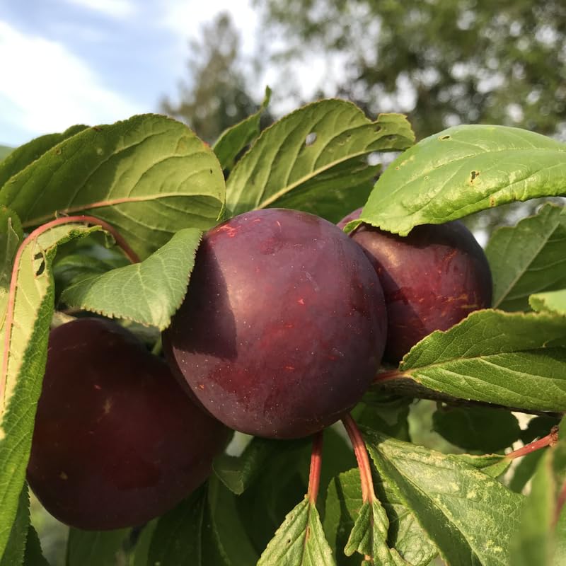Sweet Santa Rosa Plum Trees for Planting, 12" to 24" in Height for Planting, Seedling Plums Gardening, Bare Root and Cold Hardy
