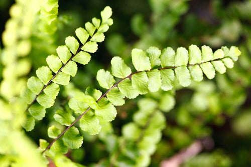 5 Roots of Maidenhair Fern, Fern Plants Live, Live Fern Plants, Fern Plant Seedlings, Fern Rhizomes for Planting, 5 Roots