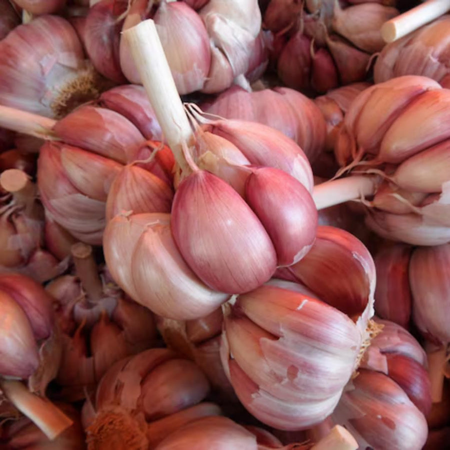 1 LB Jumbo Size Red Chesnok Garlic for Planting in Spring, Softneck Hardneck Garlic Bulbs for Planting, Fresh and High Yield, Cold Hardy, Fast-Growing, 5-6 Bulbs Garlic