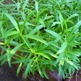 4 Tarragon Plants Live for Gardening, 4-9 Inch Tall, Live Tarragon Mint Green Leaves Well Rooted Plug, Perennial Garden