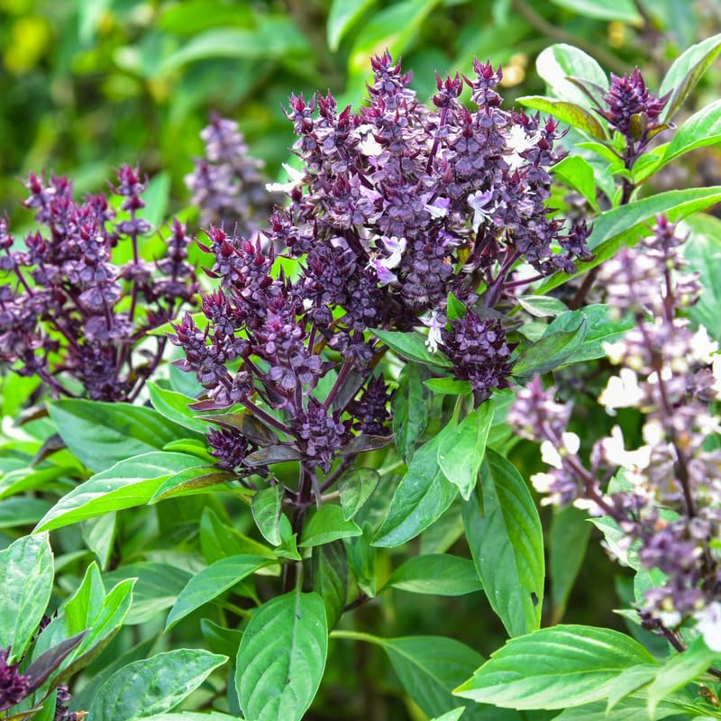 Holy Basil Live Plant, Tulasi Herb Plant in 4 Inch Pot, Fully Rooted 4-8 Inches, Garden or Container Growing