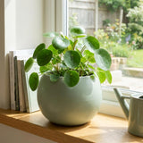 Money Plant Live 4-7 Inches Tall in 4 Inch Pot, Money Indoor Houseplant, Pilea Peperomioides, Easy Care Tropical Plant for Home Office Decor