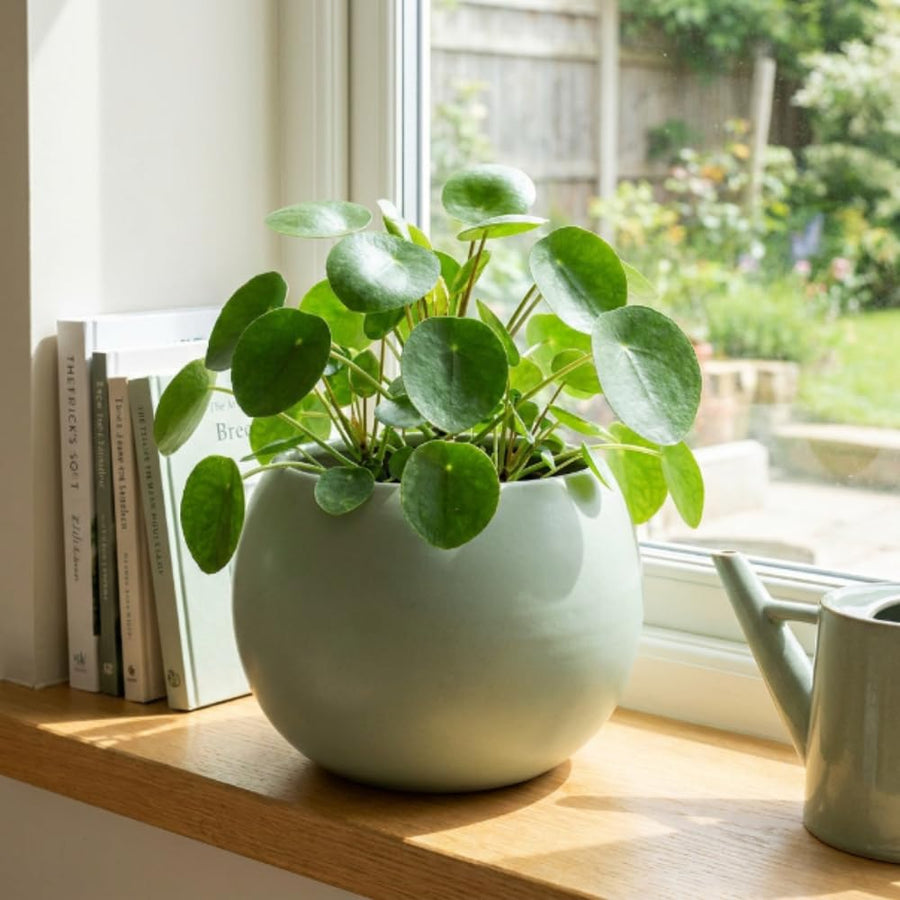 Money Plant Live 4-7 Inches Tall in 4 Inch Pot, Money Indoor Houseplant, Pilea Peperomioides, Easy Care Tropical Plant for Home Office Decor