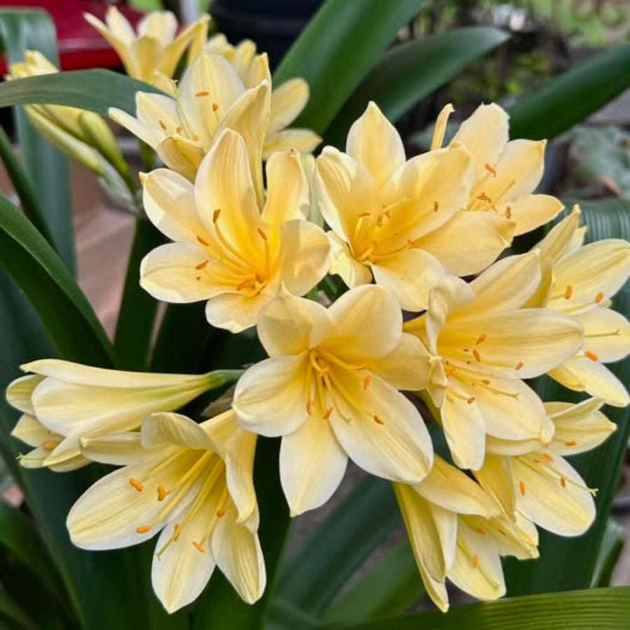 Yellow Clivia Plant Live, Clivia Flower Plant, 6-8 Inches Tall in 6 Inches Pot, Bush Lily Plant for Outdoor Garden