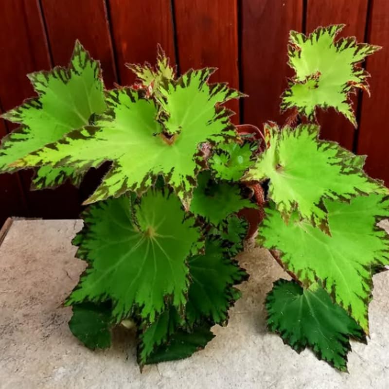 Combo 4 Begonias Houseplant Live Indoor, Green Begonia Maculata Live Plant, Begonias Live Plants Outdoor, 4 to 8 Inc Tall
