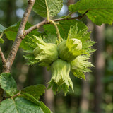 Hazelnut Bare Root Plant, Hazelnut Tree Live Plant, 12-16 Inc Tall, No Leaf, 1-2 Years Old Bare Root, Hardy Nut Tree for Outdoor Garden and Edible Landscape Growing