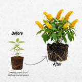 Set 2 Shrimp Plants Live, Shrimp Plants, 5-7 Inc Tall, Easy Care Houseplant, Tropical Yellow Blooms for Indoor Outdoor Growing