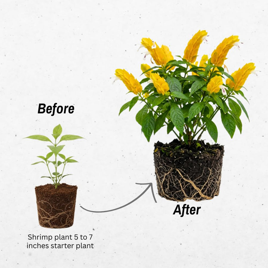 Set 2 Shrimp Plants Live, Shrimp Plants, 5-7 Inc Tall, Easy Care Houseplant, Tropical Yellow Blooms for Indoor Outdoor Growing