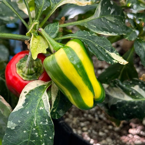 Set of 2 Chocolate Cherry Pepper Plants Live, Candy Cane Peppers Tree Established Roots, No Pot, 5 to 10 Inches Tall