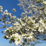 White Dogwood Tree Plant Live, Flowering Dogwood Plant 6-12 Inches Tall in Quart Pot, Hardy Ornamental Tree for Outdoor Garden