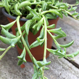 String of Dolphins Live Plant in 4 Inch Pot, Trailing String of Dolphins Plants Succulent in Pot, Succulents Plants Live Houseplant for Hanging Basket, Home Décor, Easy Care
