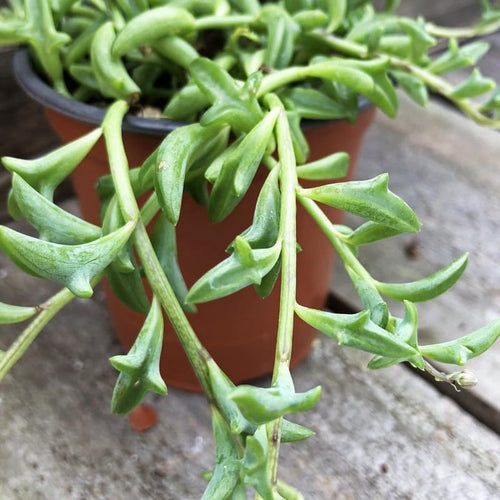 String of Dolphins Live Plant in 4 Inch Pot, Trailing String of Dolphins Plants Succulent in Pot, Succulents Plants Live Houseplant for Hanging Basket, Home Décor, Easy Care
