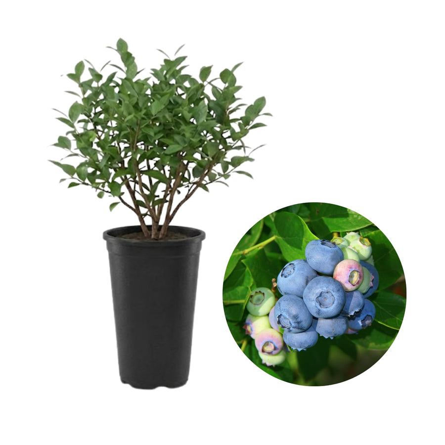 Emerald Blueberry Bushes Live Plant 4'' Potted, Fully Rooted, Sweet, High Yielding Blueberry Plants for Growing Outdoor