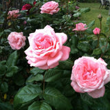 2 Rose Plants Live, Rose Bush Live Plants, Fragrant Rose Flowers, Well Rooted 5-10 Inch Tall, No Pot (Pink Rose)
