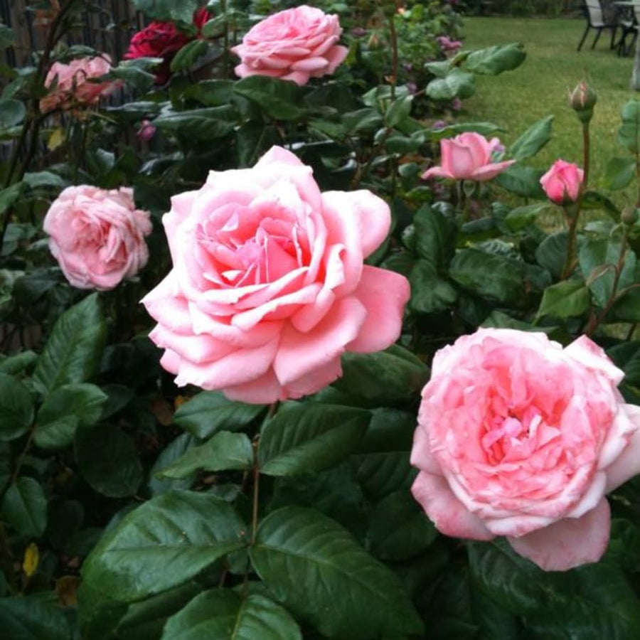 2 Rose Plants Live, Rose Bush Live Plants, Fragrant Rose Flowers, Well Rooted 5-10 Inch Tall, No Pot (Pink Rose)