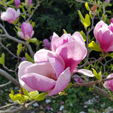 Saucer Magnolia Plant Live, 6-12 Inch Tall, Magnolia Tree in 2.5” Pot, Flowering Ornamental Tree