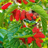 1 Red Mulberry Plant Live 8 to 14 Inc Tall, Quart Pot, Mulberry Tree Live Plant, Sweet Mulberry Fruits Seedlding for Planting Your Graden