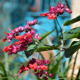 Set 2 Bleeding Heart Vine 5-9 Inc Tall, Clerodendrum Bleeding Heart Plants Live for Planting, Bleeding Heart Flowers (Red Purple Bleeding Heart Vine)