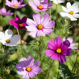 Set of 1000 Mix Cosmos Flower Seeds, Cosmos Flower Plant, Colorful Blooming for Outdoor Gardening