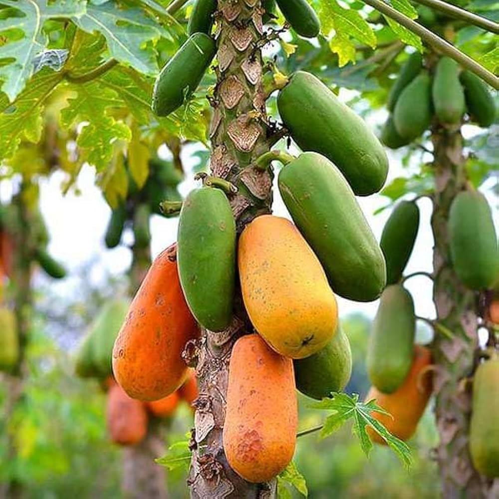 Red Papaya Tree Live Plant, 2 Feet Tall, Fast Growing Tropical Fruit Tree for Outdoor or Indoor Planting
