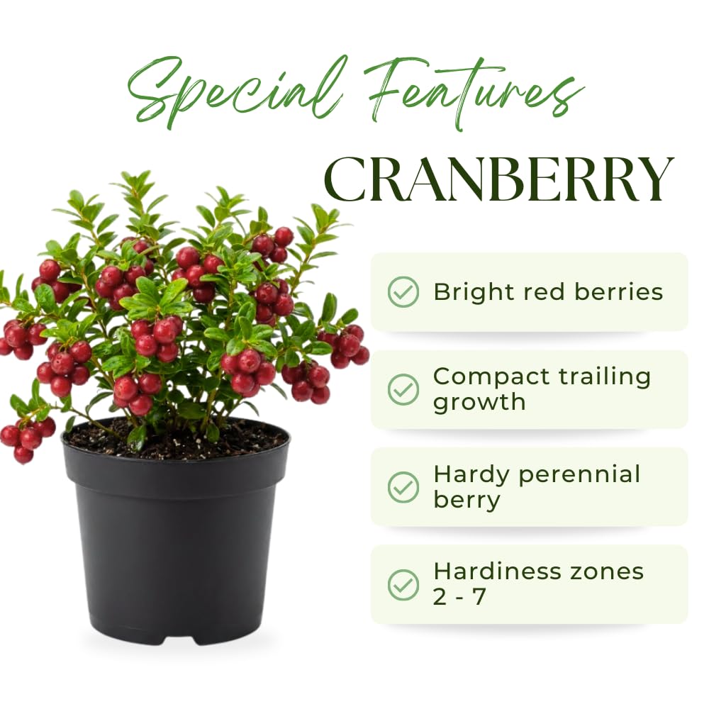Cranberry Plant, Cranberry Seedling for Planting, 2-5 Inc Tall, Sweet Berries for Outdoor Garden, Container Growing