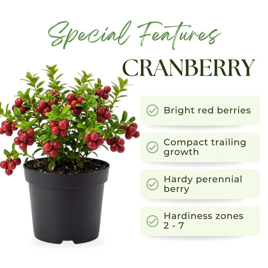 Cranberry Plant, Cranberry Seedling for Planting, 2-5 Inc Tall, Sweet Berries for Outdoor Garden, Container Growing