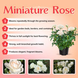 Mini Rose Bush, Miniature Rose Flowers in 3'' Pot, Compact Flowering Rose for Indoor Outdoor Gardens and Containers (White Roses)