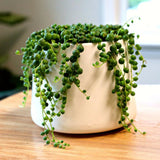 String of Pearls Plant Live in 2" Pot, Succulent Vine, Trailing Indoor Houseplant for Hanging Baskets (Green String of Pearls)
