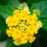 2 Trailing Lantana Plants Live for Indoor Outdoor, 6-9 Inch Tall, Live Lantana Flowers Home Garden (Yellow Lantana)