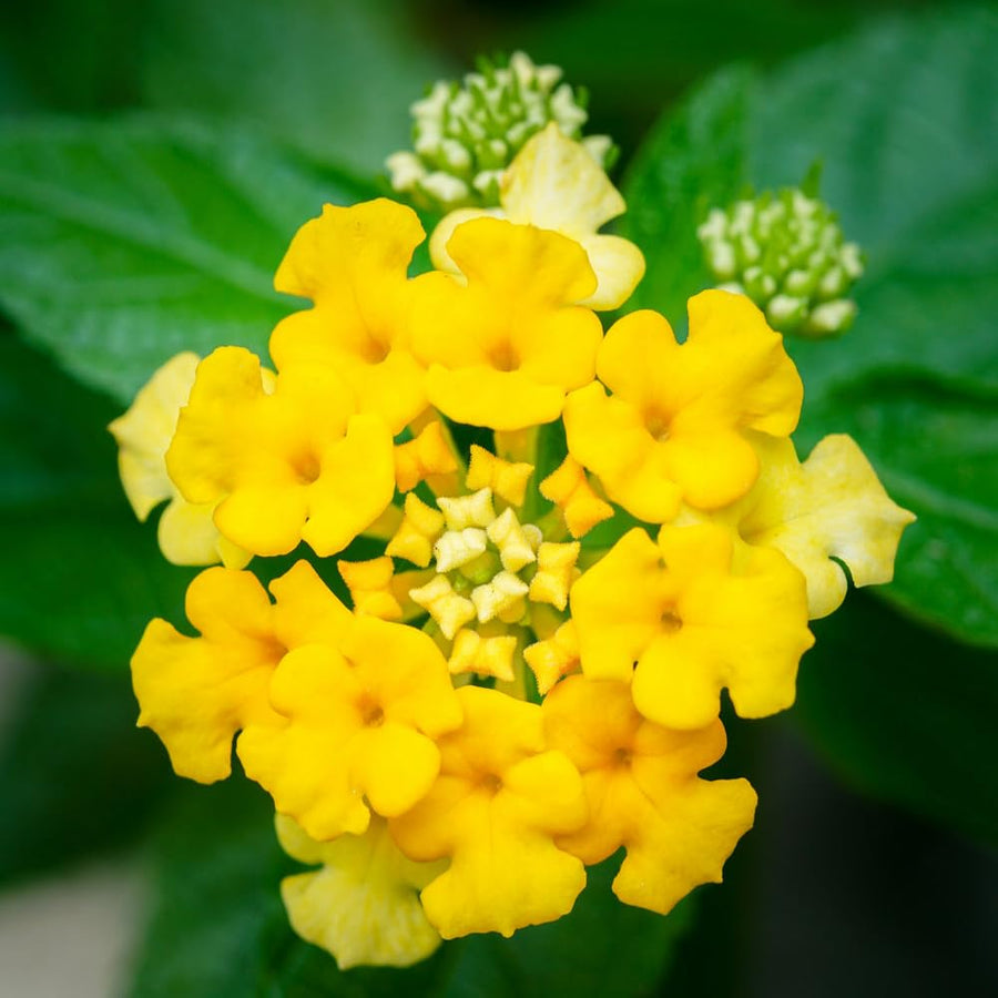 2 Trailing Lantana Plants Live for Indoor Outdoor, 6-9 Inch Tall, Live Lantana Flowers Home Garden (Yellow Lantana)