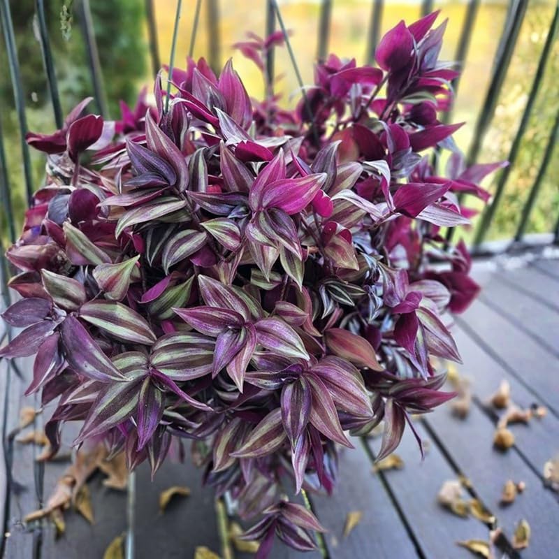 4 Purple Wandering Jew Plants, Live Indoor Plant 3-5 Inches, Colorful Trailing Tradescantia for Home, Office and Hanging Baskets