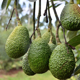 Avocado HASS Tree Live Plant Seedling, 5–10 Inch Tall, Tropical Avocado Fruit Plant for Srping Planting Patio, Garden, and Container Growing