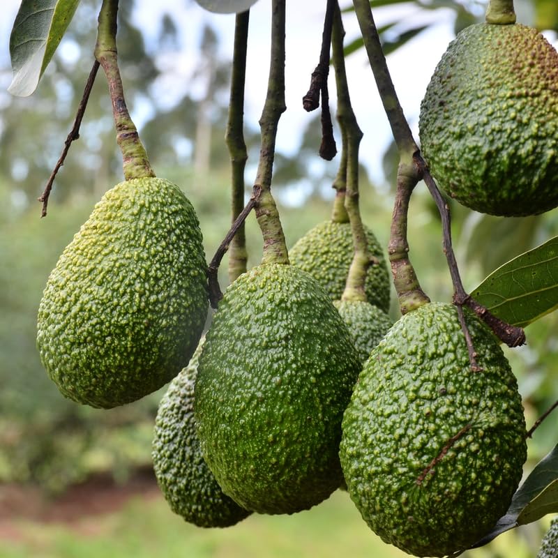 Avocado HASS Tree Live Plant Seedling, 5–10 Inch Tall, Tropical Avocado Fruit Plant for Srping Planting Patio, Garden, and Container Growing