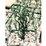 Albuca Live Plant, Rare Spiral Leaf Succulent, 4 Inch Pot, Curly Grass Easy Care Indoor Plant
