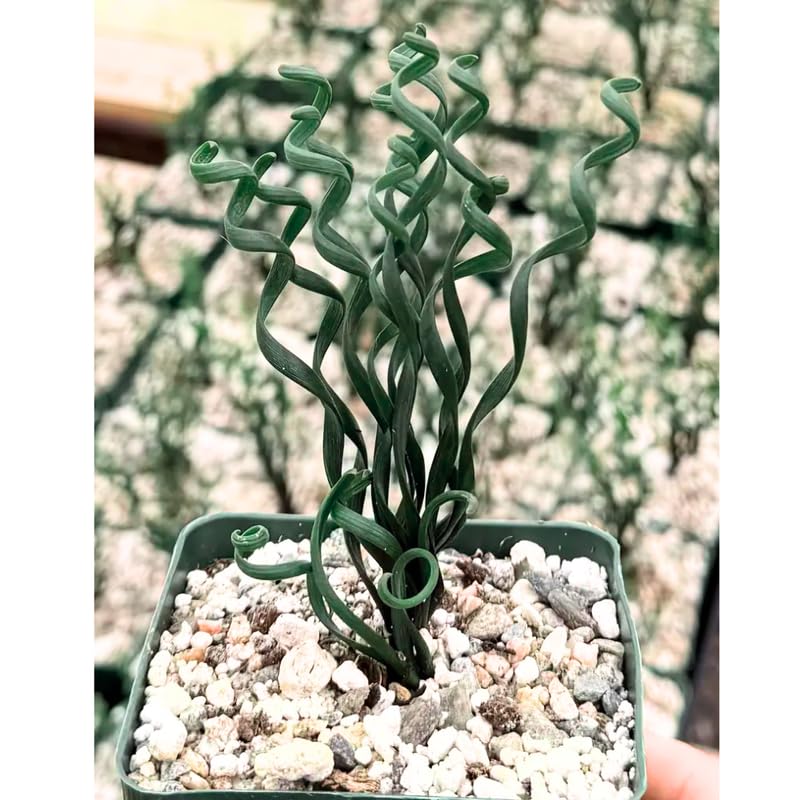 Albuca Live Plant, Rare Spiral Leaf Succulent, 4 Inch Pot, Curly Grass Easy Care Indoor Plant